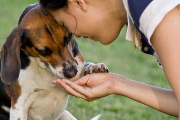 Füttern eines Hundes